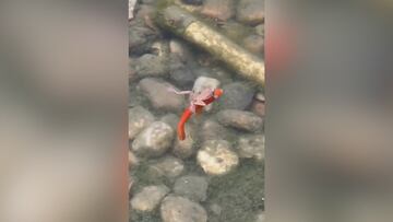 Un pez hace de 'Uber' para una rana y se hace viral