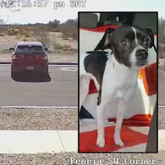 Heartless: Woman Abandons Dog on Phoenix Roadside, Community Outraged