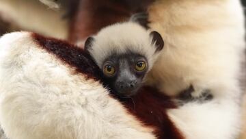 Adorable baby ‘Dancing Lemur’ spotted with mum at Chester Zoo