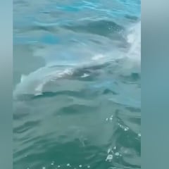 El increíble avistamiento de un tiburón martillo gigante