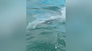 El increíble avistamiento de un tiburón martillo gigante