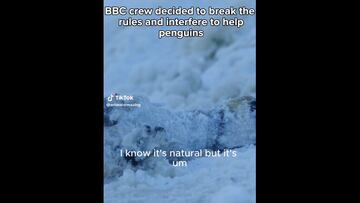 Un reportero de la BBC se salta las reglas y salva a un grupo de pingüinos que iban a morir congelados en la Antártida