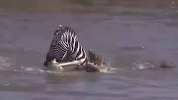 Una cebra se enfrenta a dos cocodrilos en un río: no adivinan el resultado ni en 100 intentos