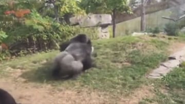 Brutal pelea entre dos gorilas en un zoológico: los visitantes quedaron horrorizados