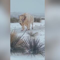 Capta una especie de bisonte que solamente aparece en uno de cada 10 millones: es espectacular