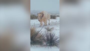 Capta una especie de bisonte que solamente aparece en uno de cada 10 millones: es espectacular