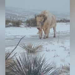 Un fotógrafo se cruza con un animal casi ‘mitológico’: solo 1 de cada 10 millones es así
