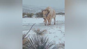 Un fotógrafo se cruza con un animal casi ‘mitológico’: solo 1 de cada 10 millones es así