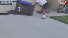 Más de 2M de visitas: así luchan los vecinos de Florida contra los cocodrilos cuando llegan a sus casas, insólito