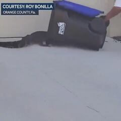 Más de 2M de visitas: así luchan los vecinos de Florida contra los cocodrilos cuando llegan a sus casas, insólito