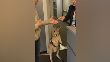 Cuando crees que has visto todo aparece un canguro entrando a un avión: suma ya 2 millones de visitas