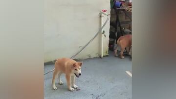 Son los perros más virales de internet: nacieron con síndrome de columna corta y en redes enloquecen con ellos