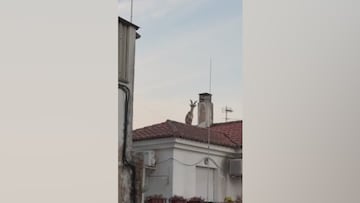 Surrealista lo que pasó en Córdoba: vean el animal que apareció sobre los tejados