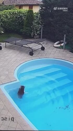 Un gato se cae a una piscina y lo que hace para salir ha conquistado a medio mundo