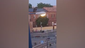 El animal que apareció en Leganés de la nada y que revoluciona un barrio: no lo verán a la primera