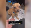 Una estadounidense adopta un perro mexicano y no se pierdan al can según le hablen en español o inglés