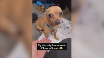 Una estadounidense adopta un perro mexicano y no se pierdan al can según le hablen en español o inglés