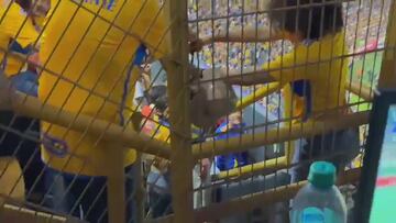 El ‘Volcán’ de Tigres en crisis: encuentran un murciélago en las tribunas