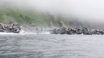 La reacción de estos osos marinos tras el terremoto de Rusia hace prever lo peor: impacta verlo