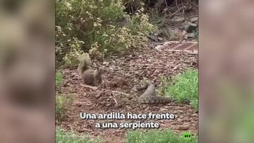 Una ardilla se enfrenta a una serpiente de cascabel: el resultado no lo adivinan ni en 100 intentos