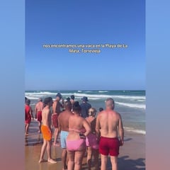 No es un tiburón ni tampoco una ballena: la aparición de un animal en el Mediterráneo que nadie entiende