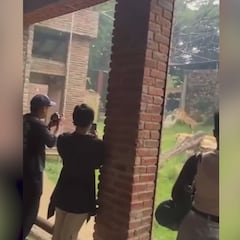 Un tigre de Bengala mata a su madre en un zoo en Colombia ante la mirada de los visitantes