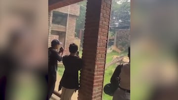 Un tigre de Bengala mata a su madre en un zoo en Colombia ante la mirada de los visitantes