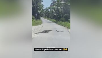 Frena al ver una pelea entre un dragón de Komodo y una cobra en la carretera: saltó la sorpresa con el final