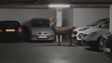 La aparición en un parking en Zamora que parece sacada de una serie de ficción: ver para creer
