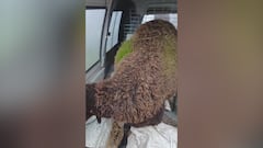 Esto es insólito: las lluvias en Andalucía dejan un fenómeno rara vez visto en una oveja