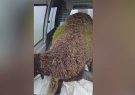 Esto es insólito: las lluvias en Andalucía dejan un fenómeno rara vez visto en una oveja