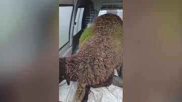 Esto es insólito: las lluvias en Andalucía dejan un fenómeno rara vez visto en una oveja