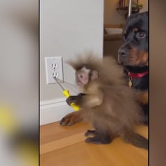 Un destornillador, un enchufe y un mono: este es el vídeo que ha roto internet y querrán ver repetido