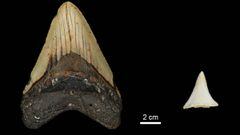 Tooth size comparison between the extinct shark megalodon and a modern great white shark is seen in this undated image. Max Planck Institute for Evolutionary Anthropology/Handout via REUTERS. NO RESALES. NO ARCHIVES. THIS IMAGE HAS BEEN SUPPLIED BY A THIR