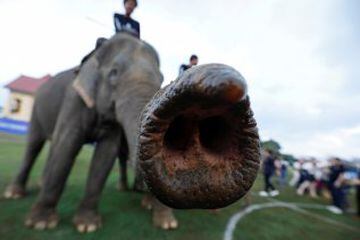 Un elefante acerca la trompa a la cámara.