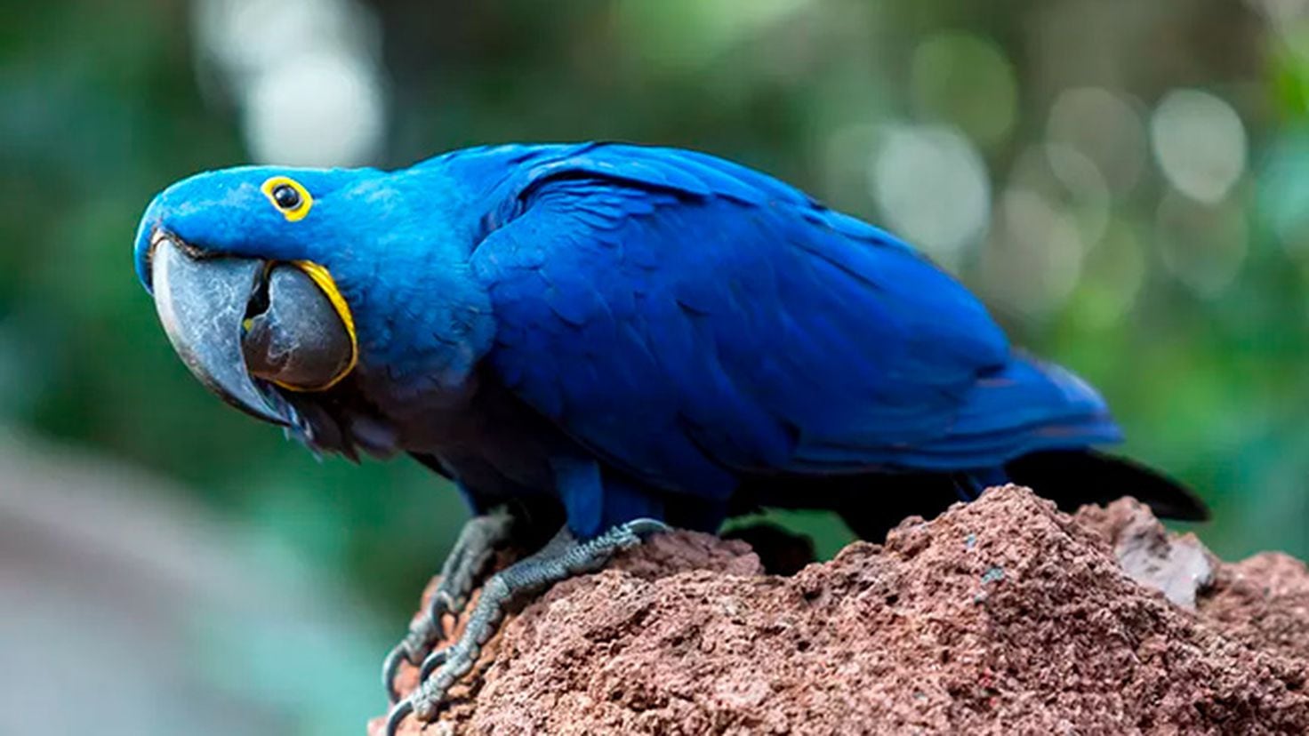 Psittacosis (“parrot flu”) outbreak kills five in Europe