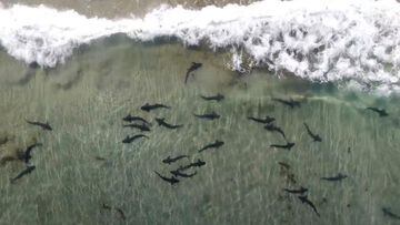 Hembras de tibur&oacute;n leopardo nadando cerca de la orilla en la playa de La Jolla, San Diego, California, Estados Unidos. V&iacute;deo grabado en dron el 12 de agosto del 2021 por Andrew Nosal de la Universidad de San Diego.