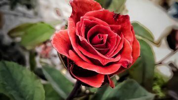 Why are roses given as a gift for Valentine’s Day?