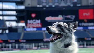 El equipo de campo de los Patriots tiene un peculiar miembro de cuatro patas y mucho pelo: Boyd, un perro rescatado. Aqu&iacute; te contamos su historia.