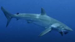 Un tibur&oacute;n se come un pez, grabado por las c&aacute;maras de Discovery para Shark Week.