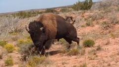 Un bisonte se gira para atacar a quien la est&aacute; grabando en Caprock Canyons State Park &amp; Trailway en Texas (Estados Unidos).