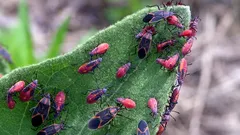 Chinche del Arce: la planta que debes cultivar para mantener a raya la plaga en casa