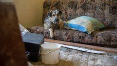 MALA ROGAN, KHARKIV, UKRAINE - JUNE 06: A stray dog is seen on a sofa inside the damaged house in which a woman died as a result of shelling by Russian troops on March 15 in the village of Mala Rogan, Kharkiv region, Ukraine on June 06, 2022. (Photo by Sofia Bobok/Anadolu Agency via Getty Images)