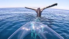 El aventurero australiano Brodie Moss pudo grabar im&aacute;genes poco habituales de uno de los comportamientos m&aacute;s misteriosos de las ballenas jorobadas, con la cola paralizada y su kayak transparente. 