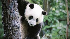 Descubren Huracán, una especie extinta de panda gigante carnívoro