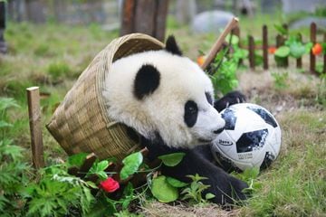 Los pandas se divierten jugando al fútbol en la reserva de Shenshuping.