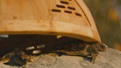 Nest Domes, una apuesta por el futuro y bienestar de las tortugas marinas