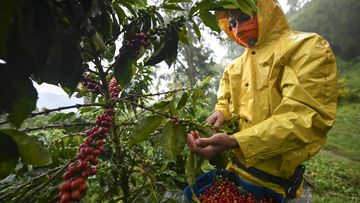Ingresos por exportaciones hondureñas de café suman 723.32 millones de dólares