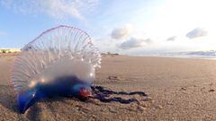 Una Carabela Portuguesa, tambi&eacute;n conocida como Falsa Medusa, en la playa.