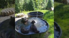 El vídeo del oso que se refresca en un estanque de agua en Nuevo León tras ola de calor que ya es viral
